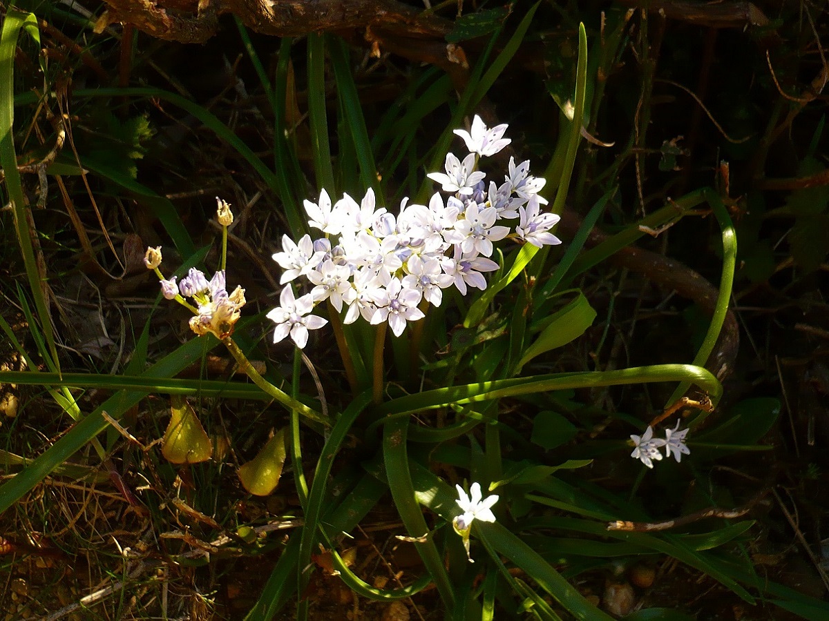 Tractema umbellata (Asparagaceae)